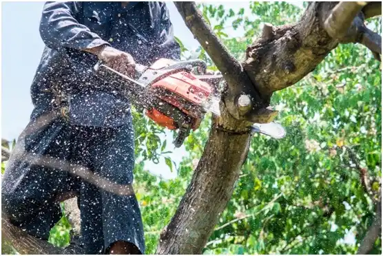 tree services Mertztown